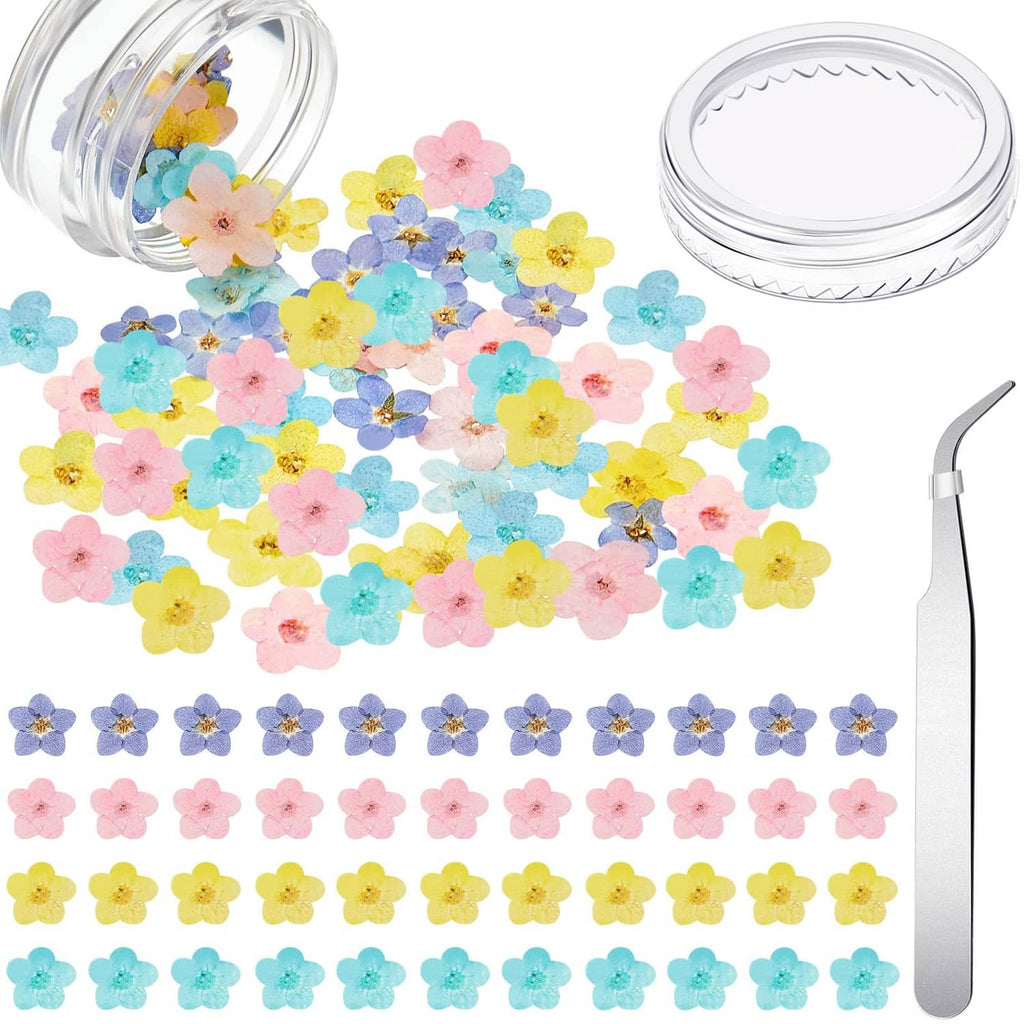 Pressed forget-me-not dried flowers, multicolor flat petals in a loose pack