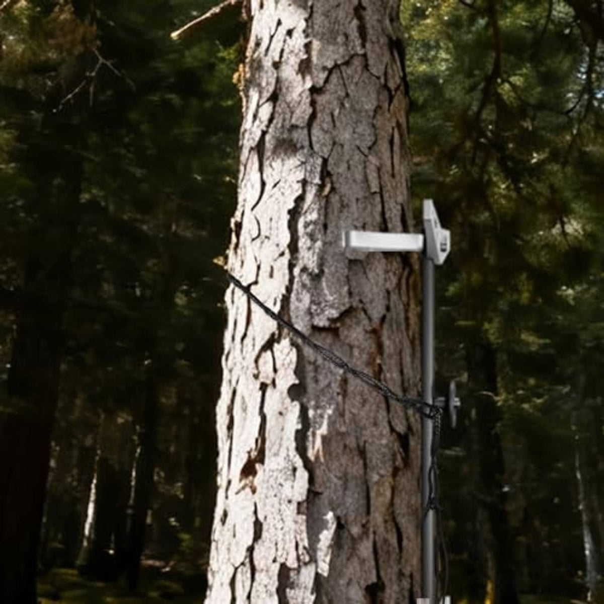 Climbing stabilizer rope securing a tree step bracket with daisy-chain strap