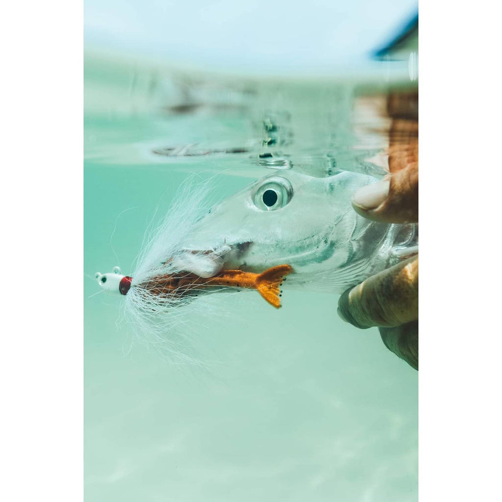 Underwater view of fish with shrimp-shaped soft bait on the hook