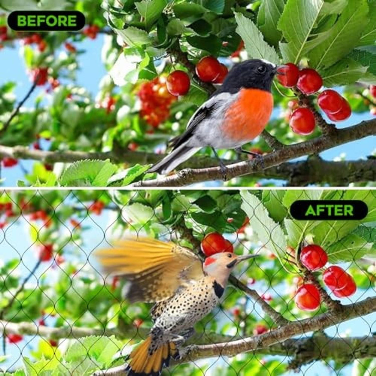 Garden netting protecting fruit tree branches from birds, with mesh stretched over fruit