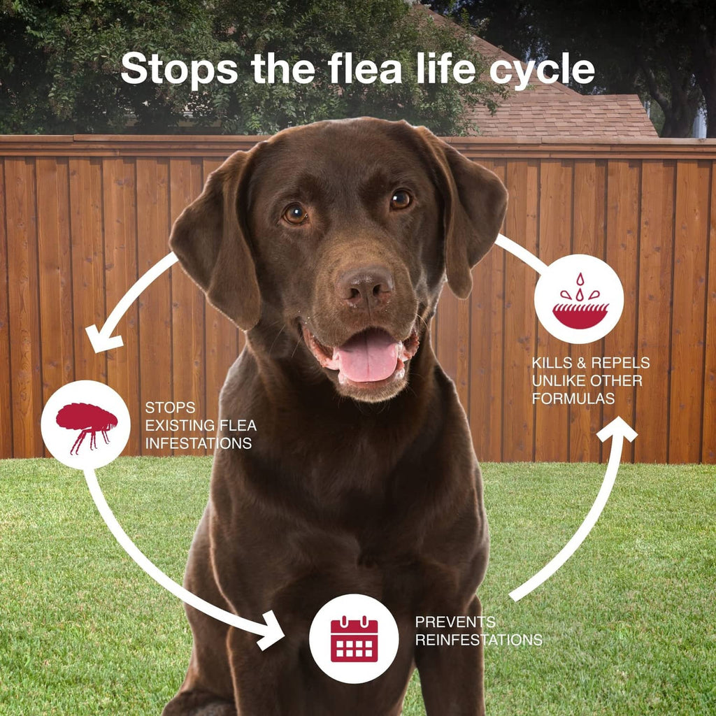 Brown dog flea prevention ad with lifecycle arrows stopping reinfestations