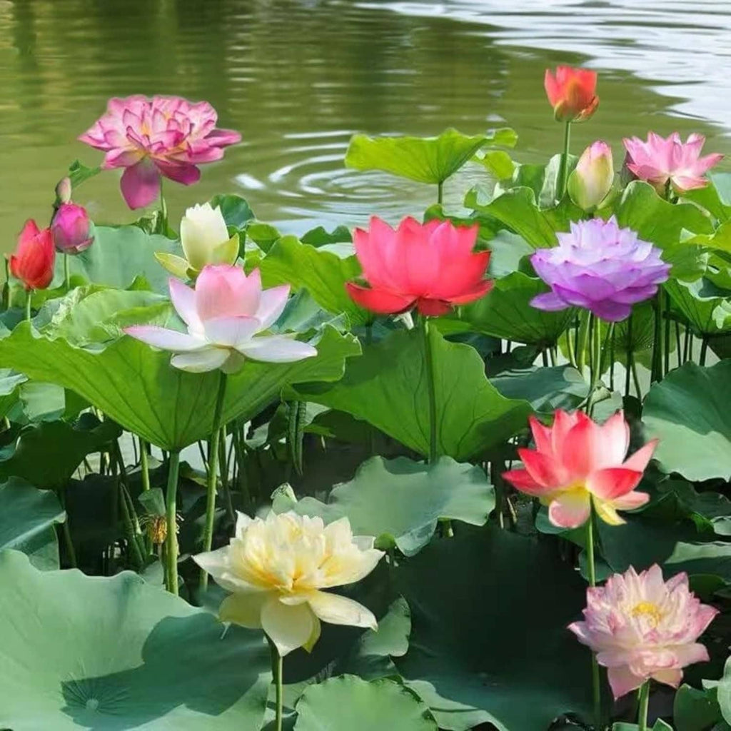 Pink, white, and red lotus flowers with green lily pads floating on water