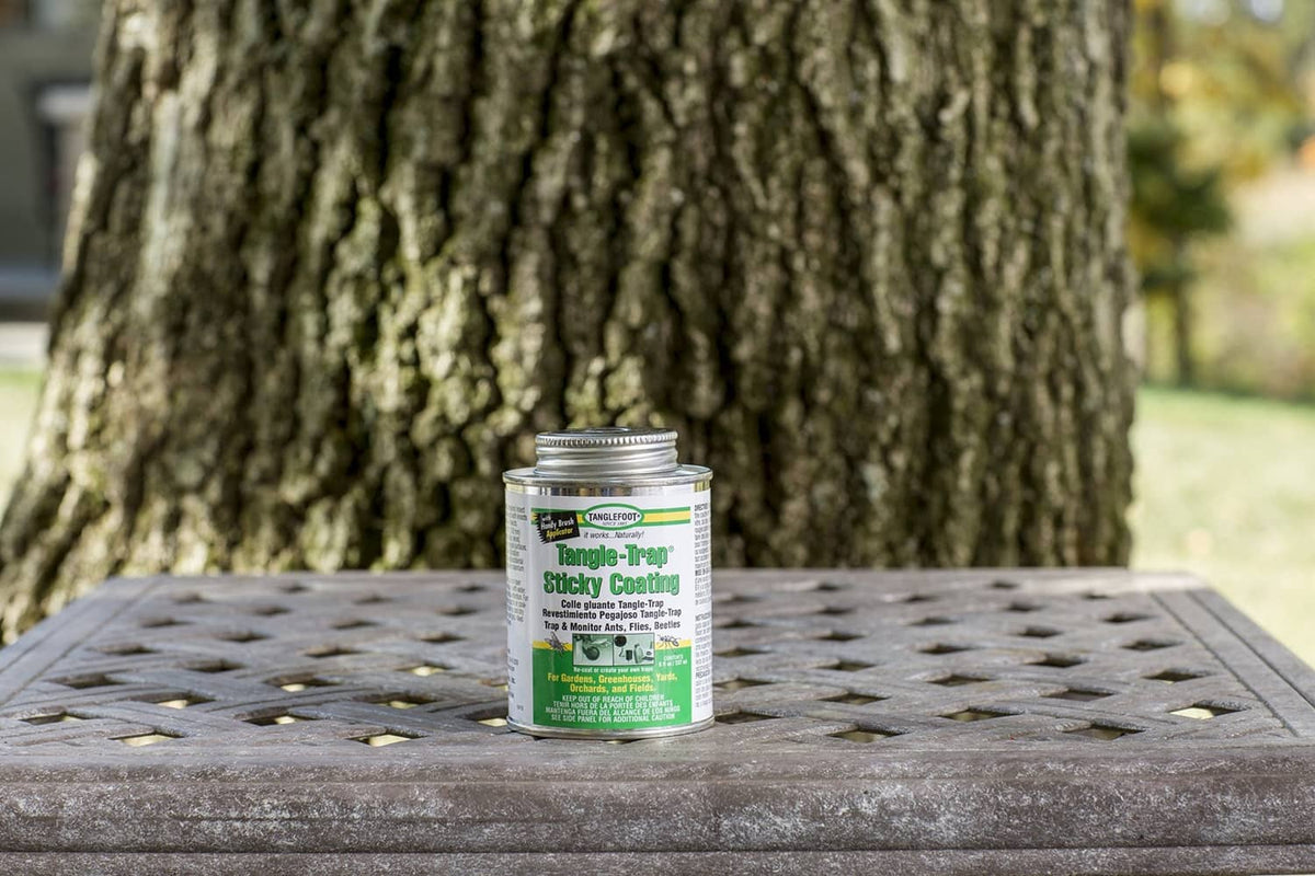 Tangle-Trap sticky coating jar on a tabletop near a tree, ready for application.