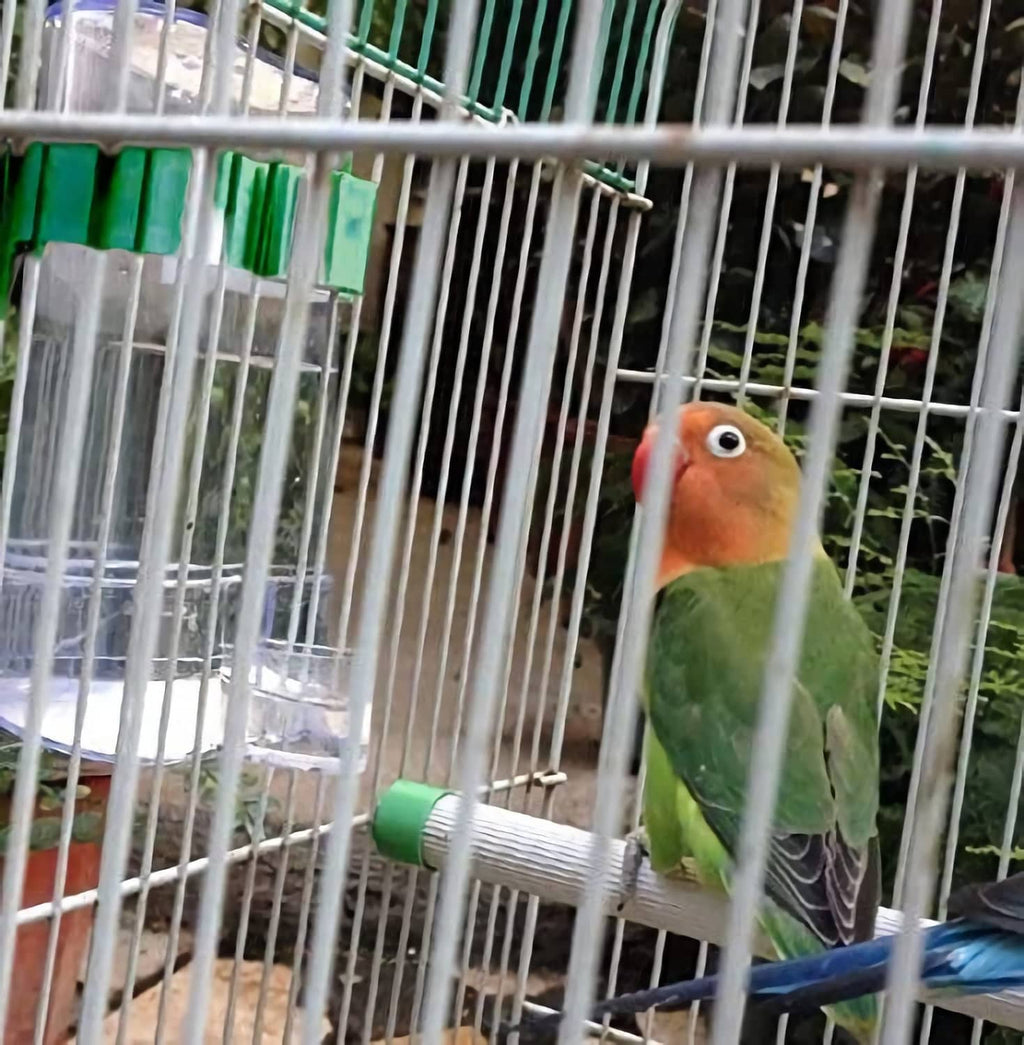 Clear automatic bird waterer hanging on cage bars beside a small parrot
