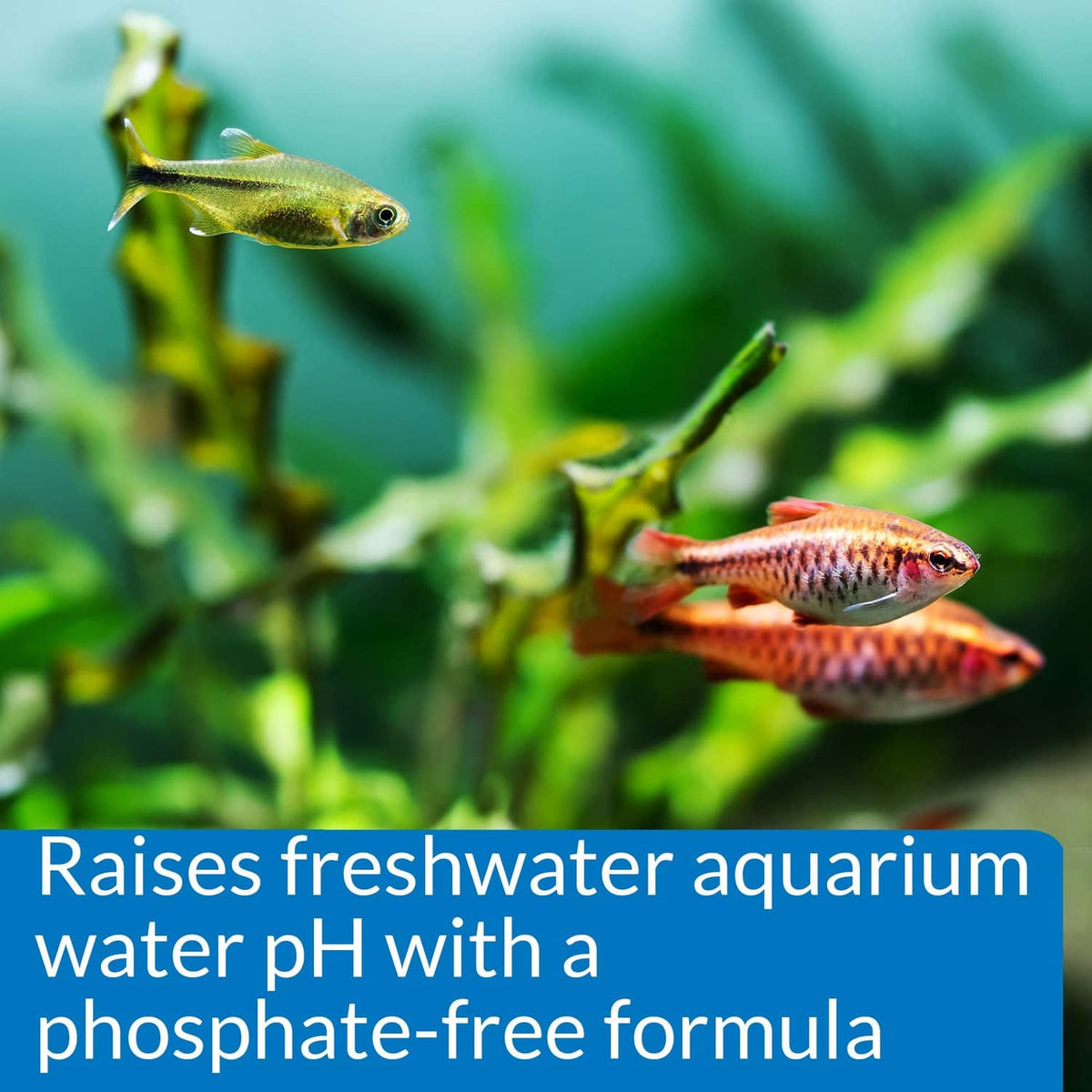 Freshwater aquarium fish with blue panel about raising pH phosphate-free formula