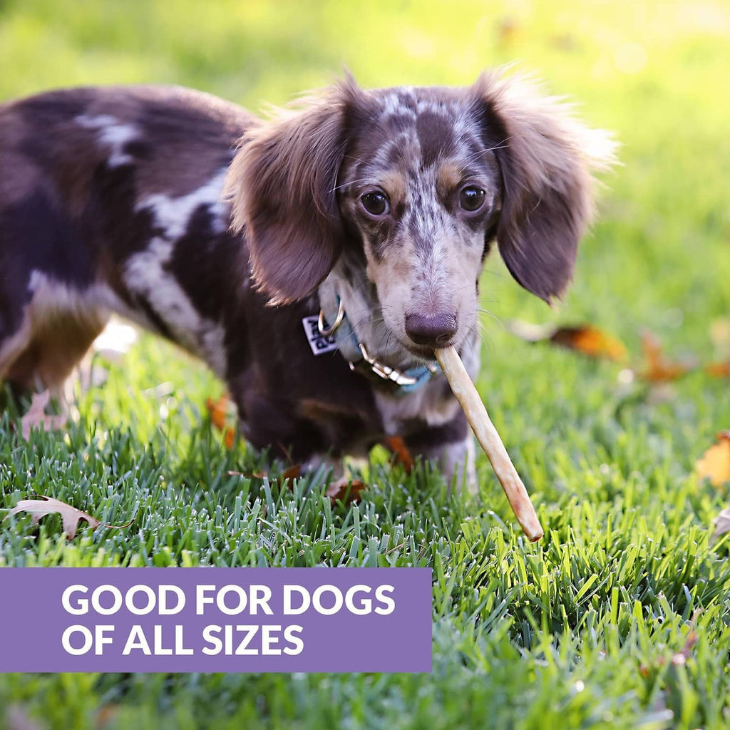 Dog on grass holding a collagen duck stick chew