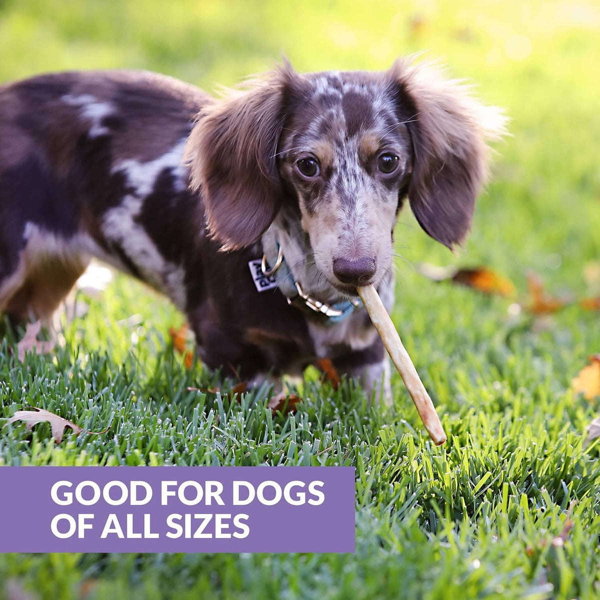 Dog on grass holding a collagen duck stick chew