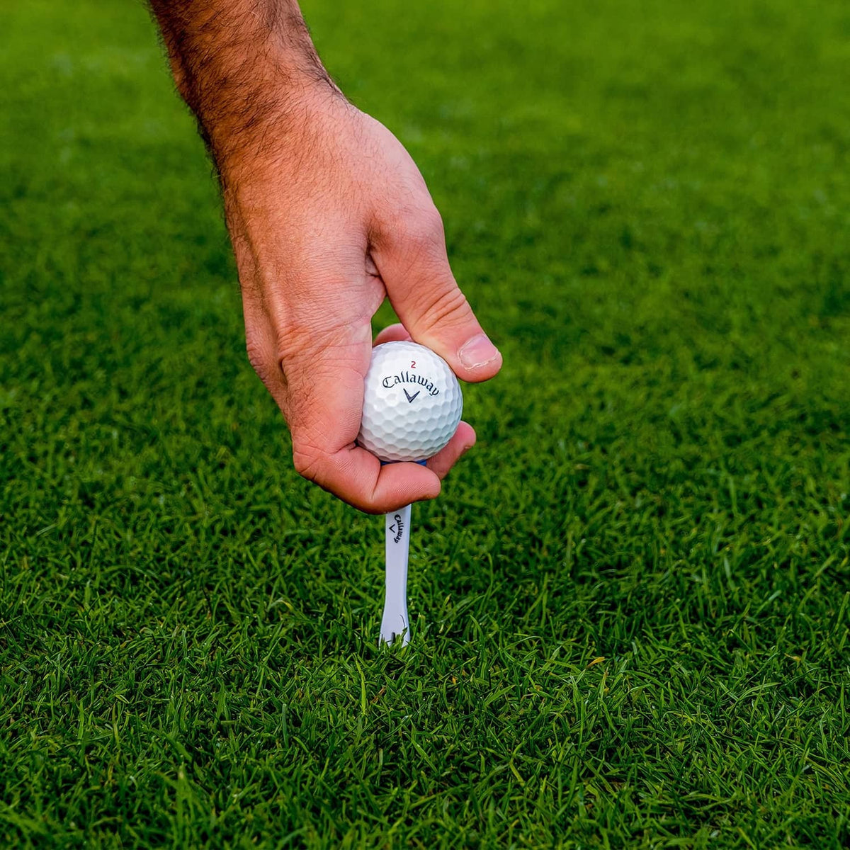 White plastic golf tee held in hand with Callaway logo on the top