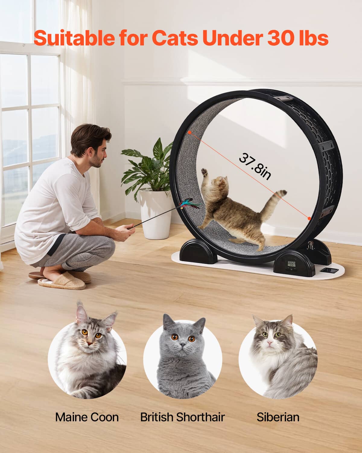 Cat exercise wheel sized for cats under 30 lb, with grey carpet and black frame