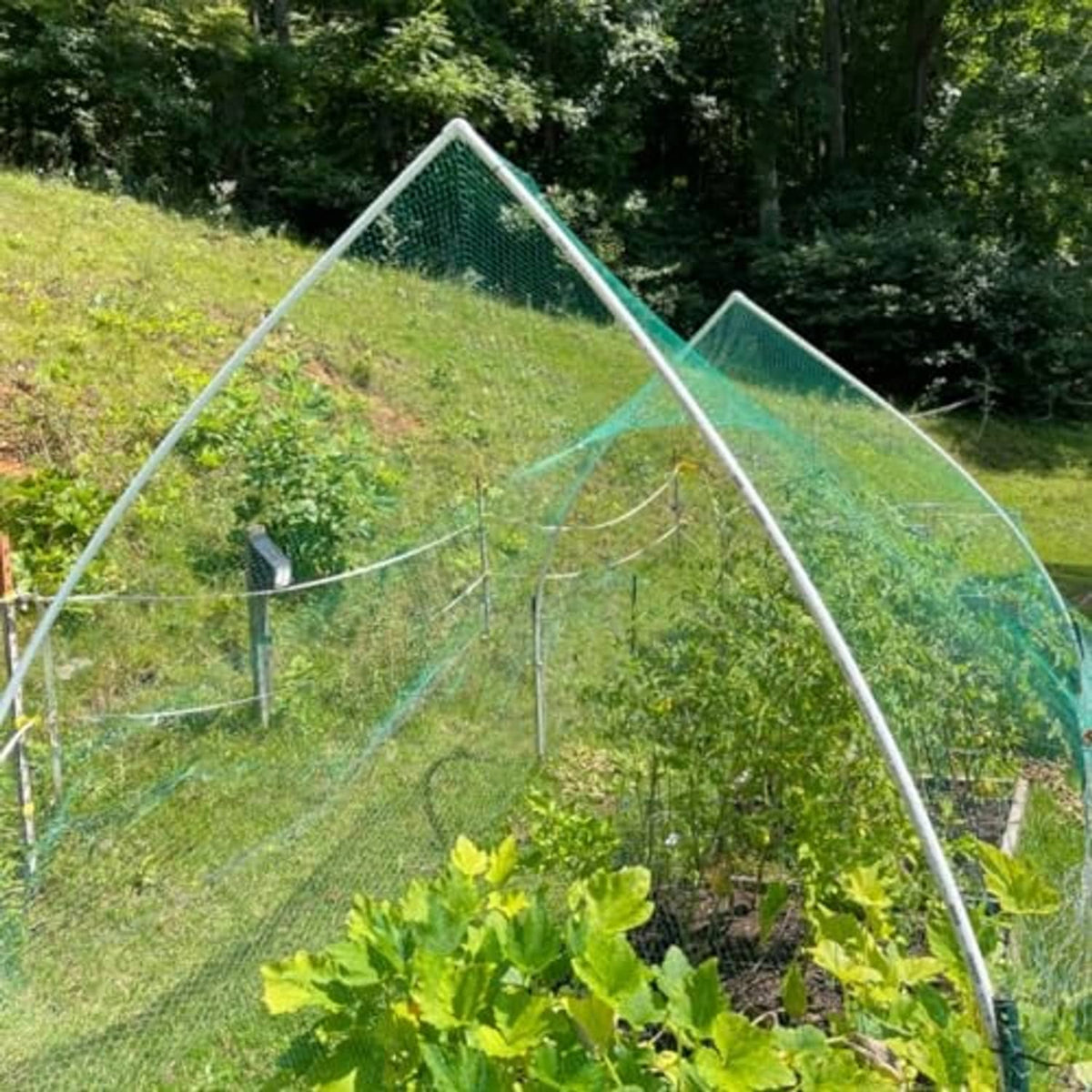 Green bird netting cover on a sloped garden frame over shrubs and plants