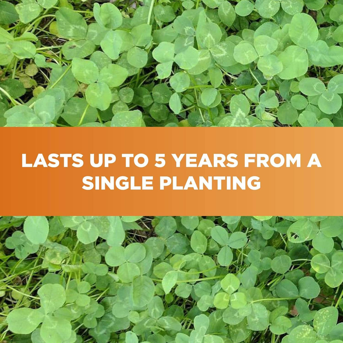 Dense green clover ground cover with small oval leaflets