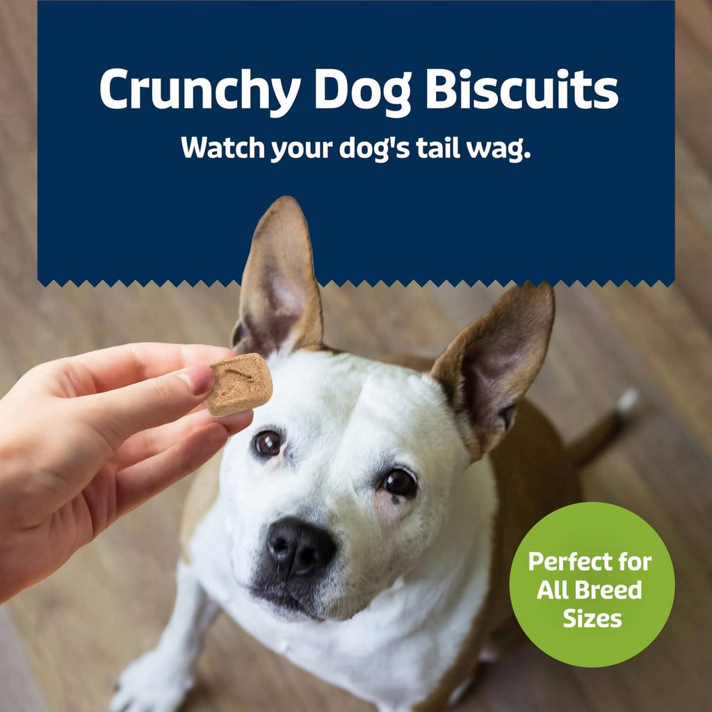 Crunchy tan dog biscuit held near a white-and-brown dog face