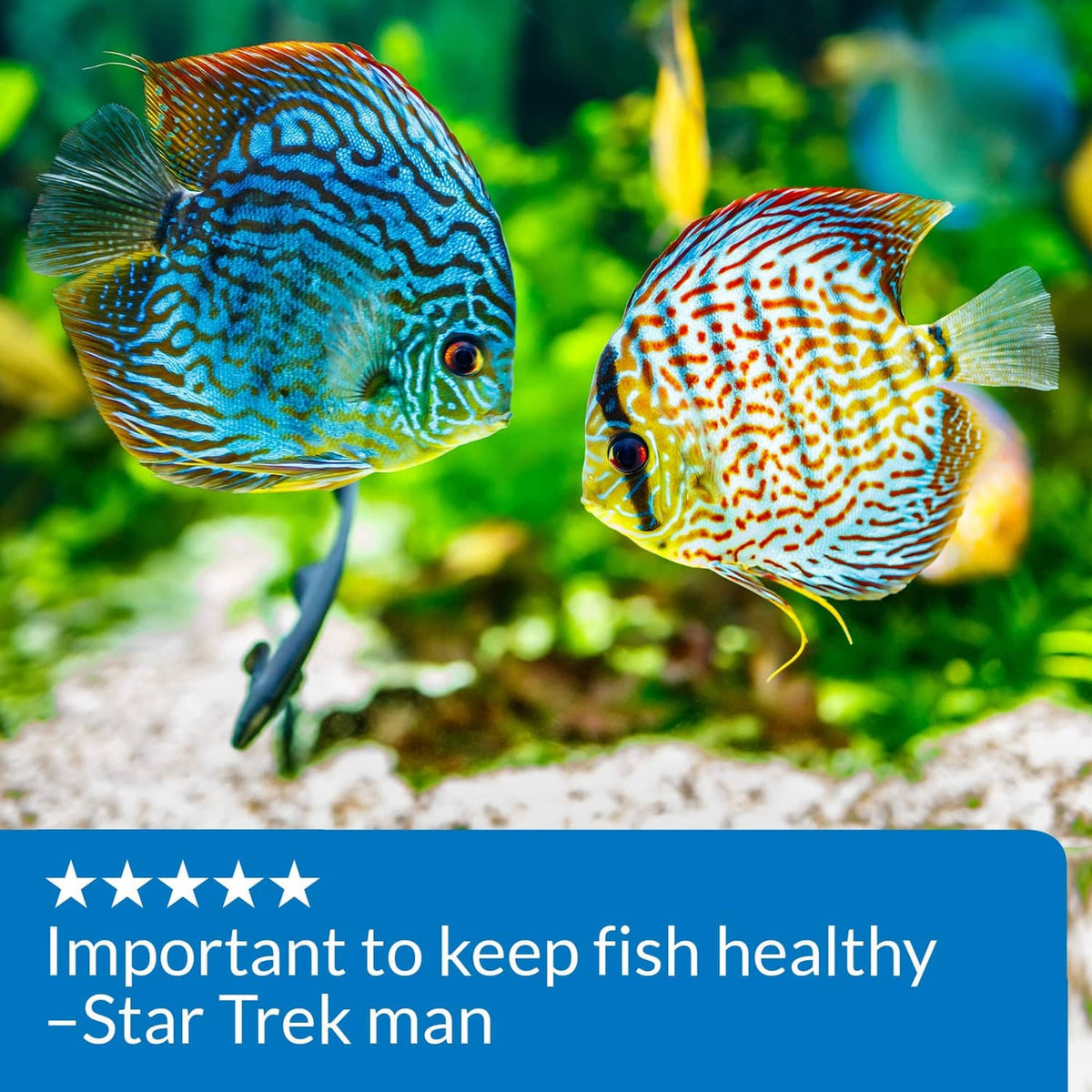 Discus fish with blue API pH UP rating panel about keeping fish healthy