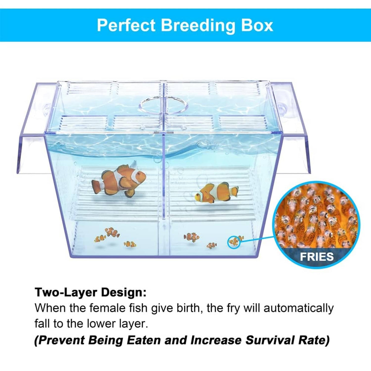 Transparent fish breeding box aquarium holding tank with two-layer interior compartments