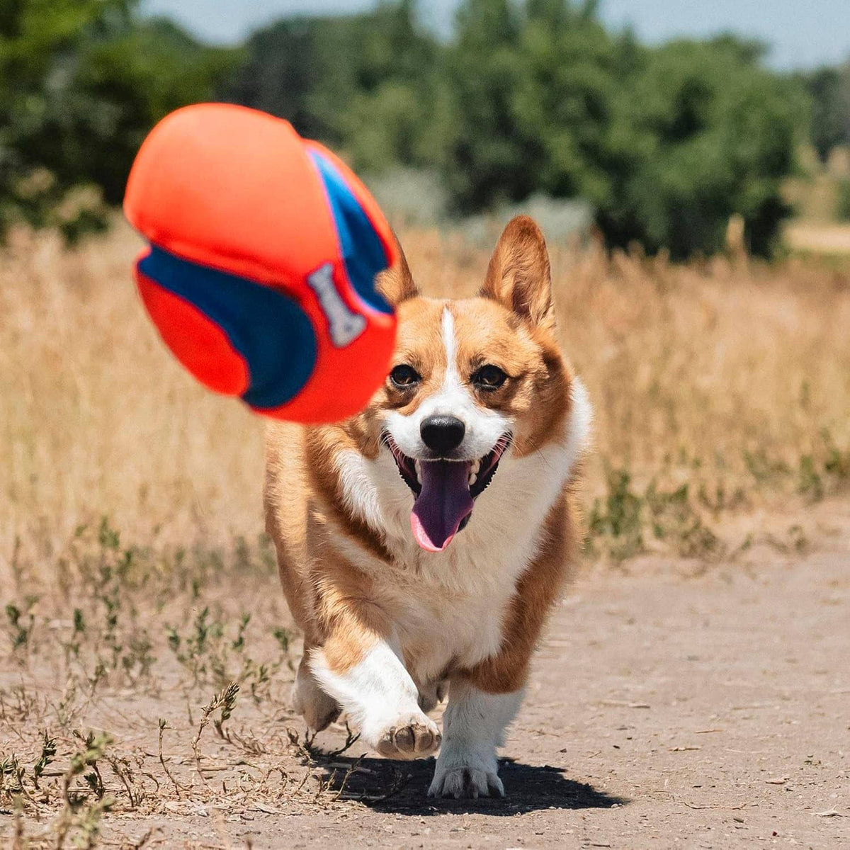 Orange and blue Chuckit! grooved dog football toy carried by dog outdoors