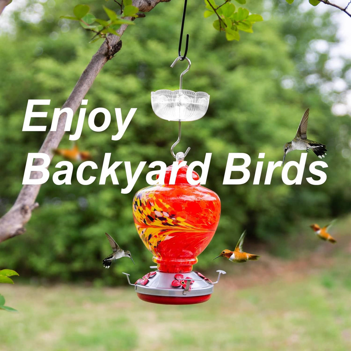 Clear hanging ant moat basket above a colorful hummingbird feeder for backyard birds