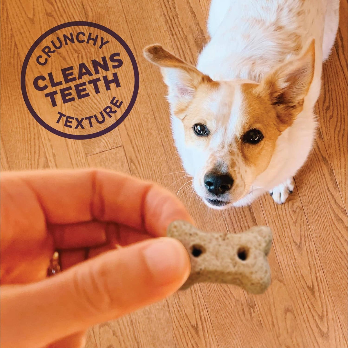 Small dog on wood floor about to take a bone-shaped biscuit from a hand