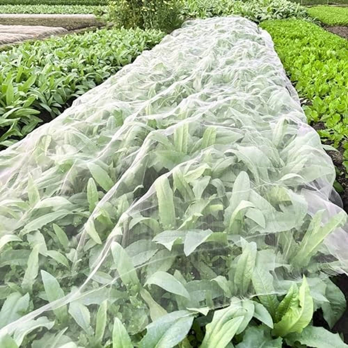 White sheer garden insect netting draped over leafy crops in a row