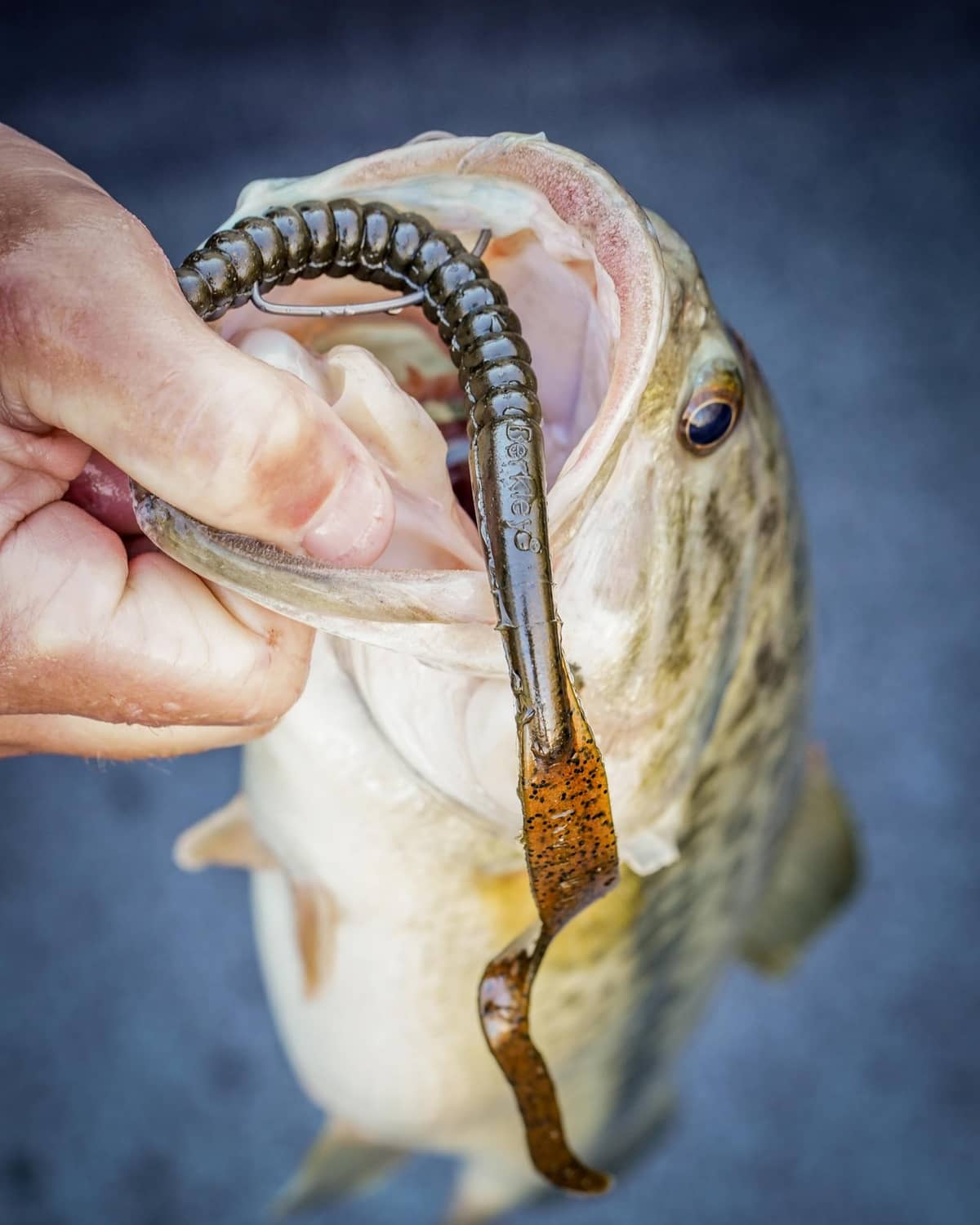 Soft plastic fishing worm on hook, black ribbed body with orange-brown tail