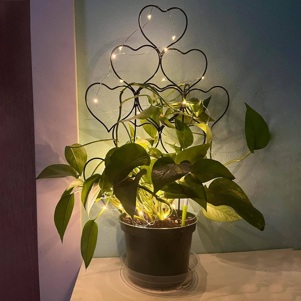 Black metal heart trellis in a potted plant with warm string lights