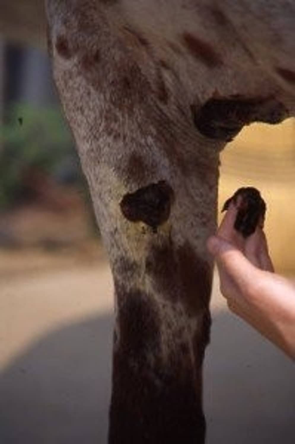 Horse leg with dark scab area while a hand reaches in to apply ointment