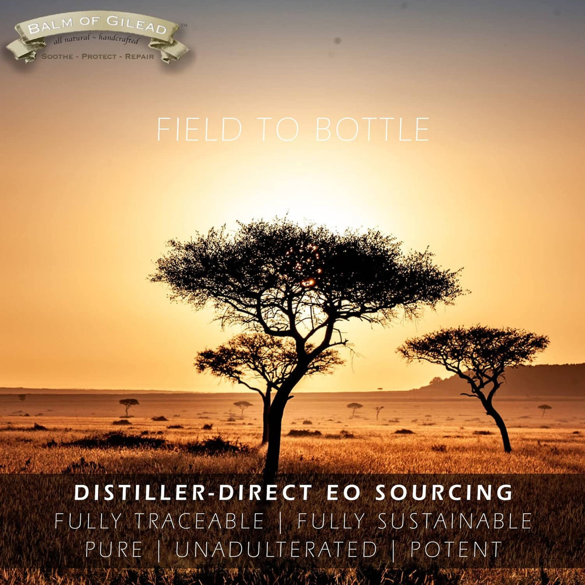Foot healing cream field-to-bottle promotional graphic with trees at sunset