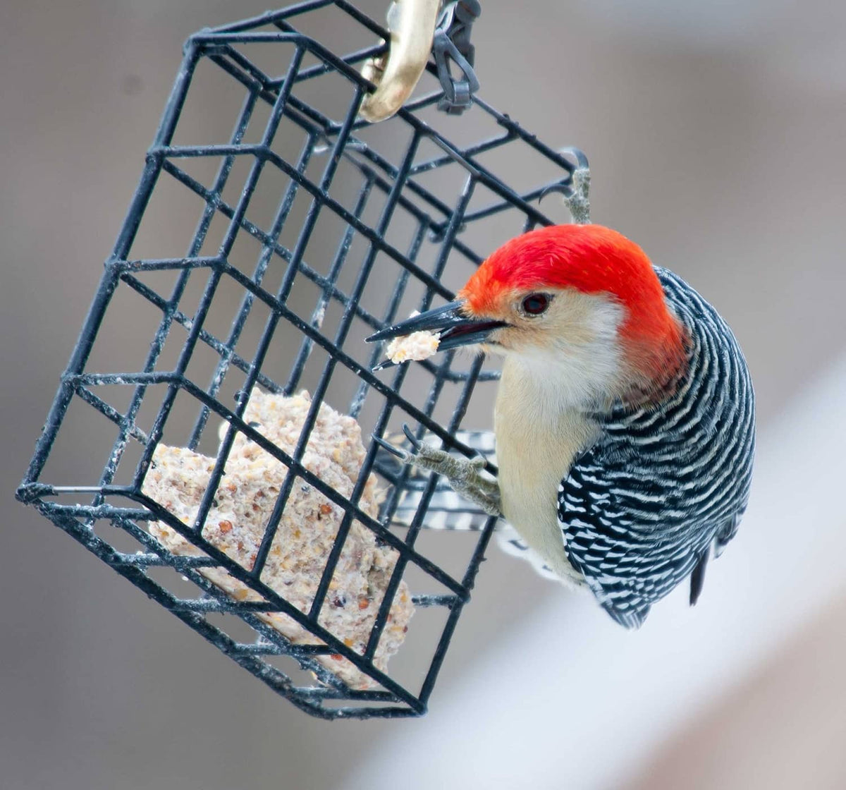 Wild bird suet cake in metal wire feeder, woodpecker perched
