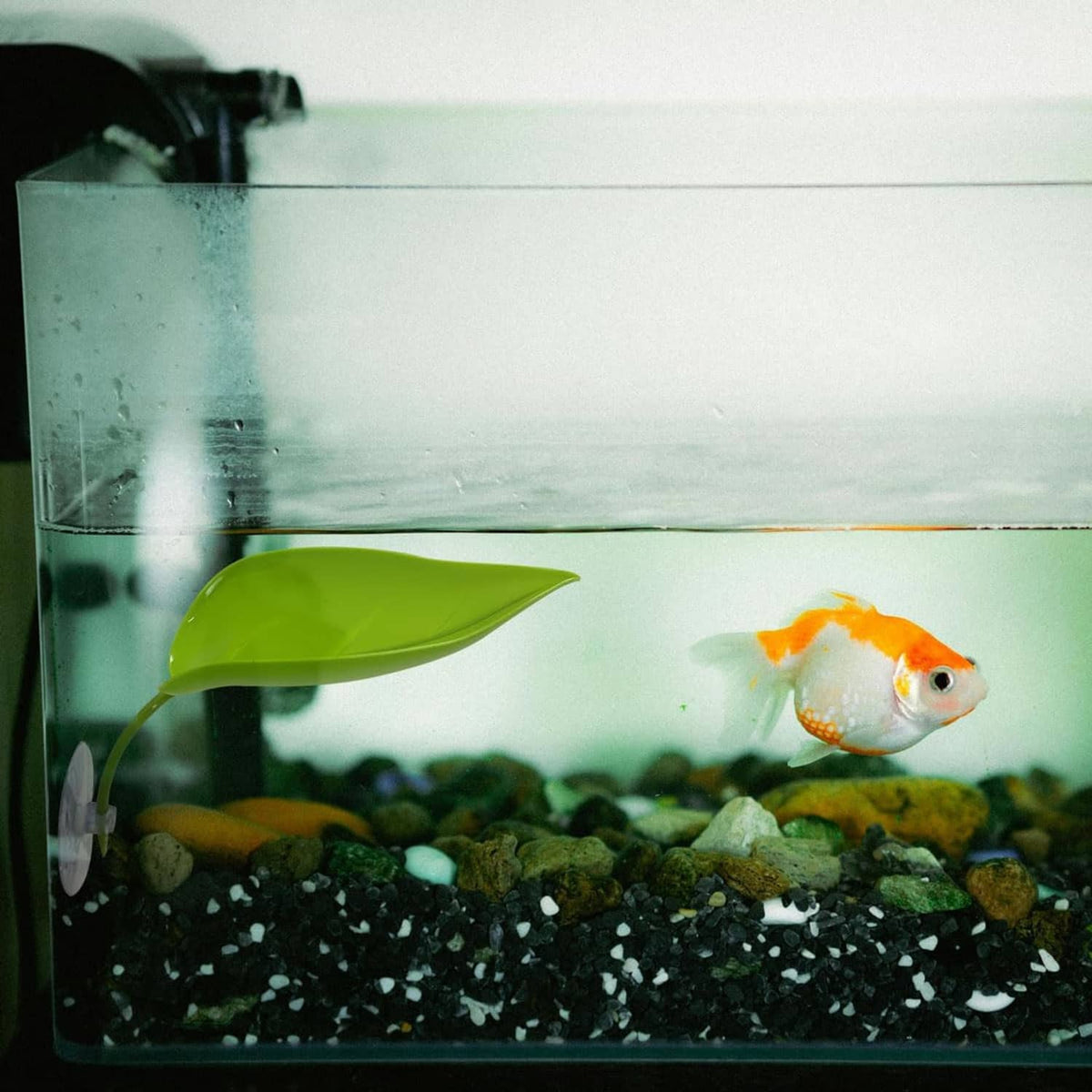 Green leaf basking platform with suction cups in aquarium; orange fish nearby