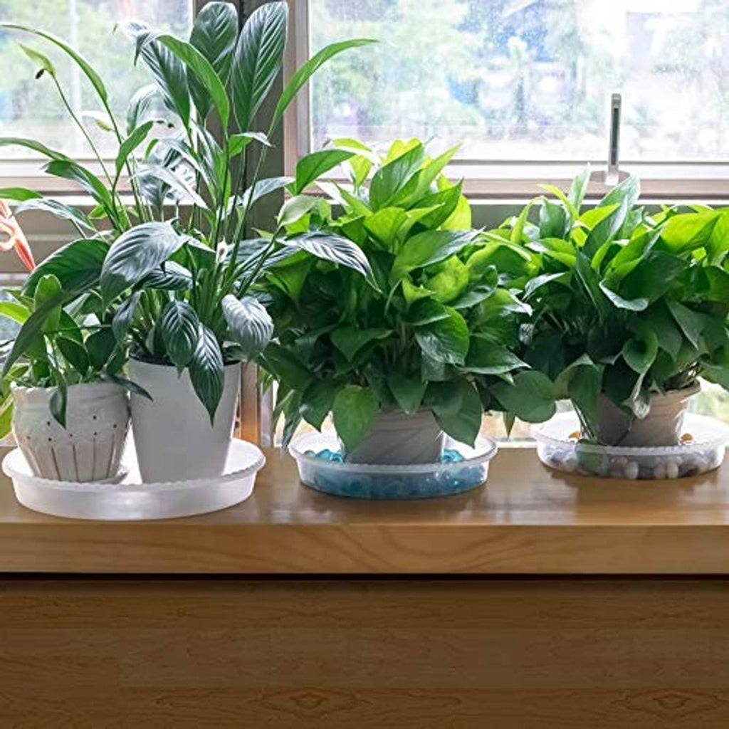 Multiple white plastic plant saucers holding potted plants on a windowsill