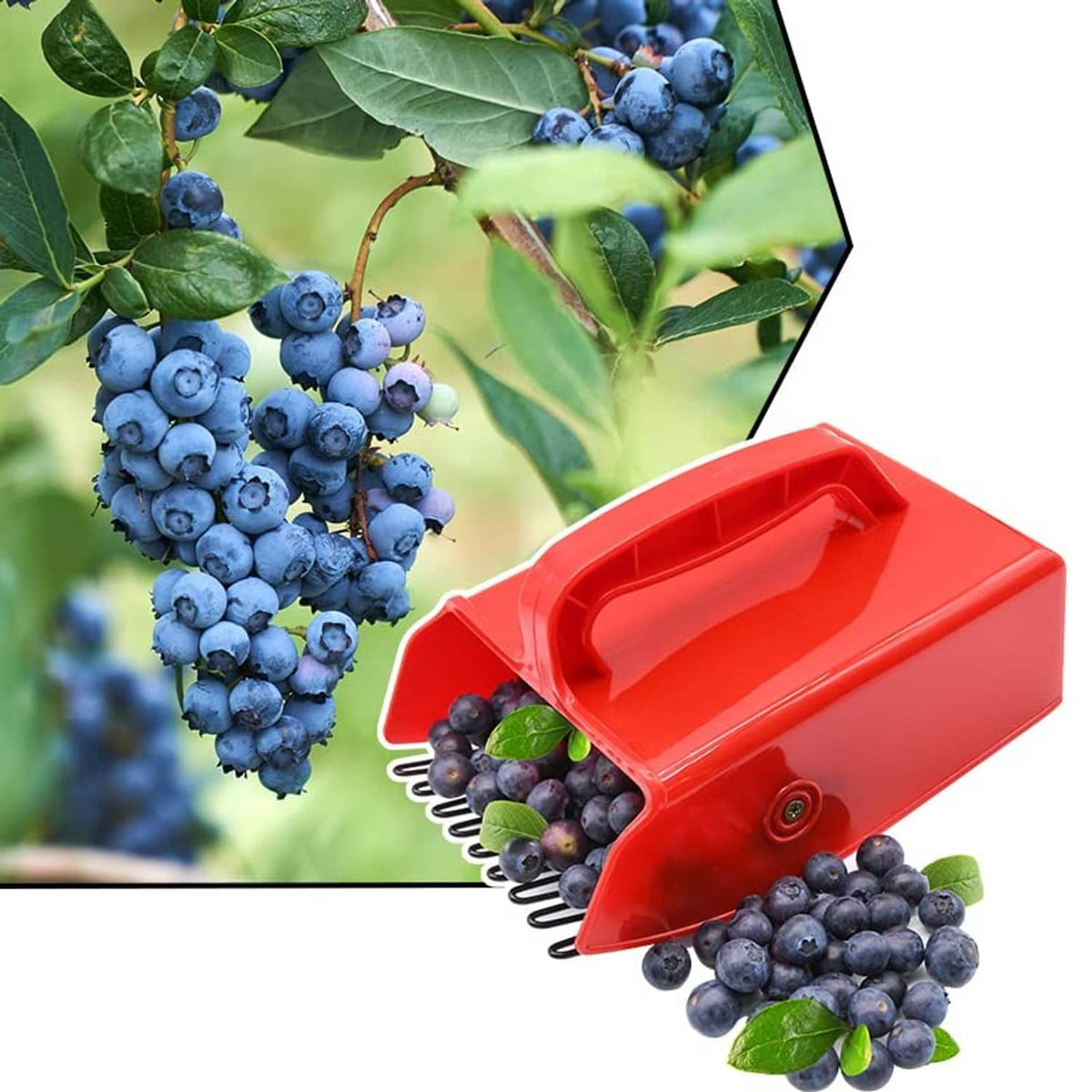 Red berry picker with metallic comb teeth next to blueberries and leaves