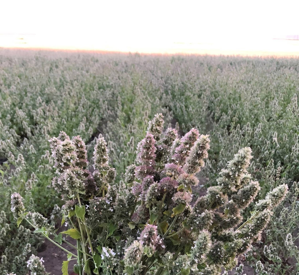 Catnip and silver vine plants growing in a field
