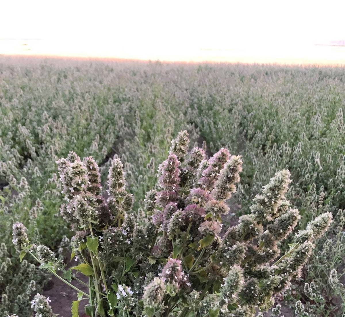 Catnip and silver vine plants growing in a field