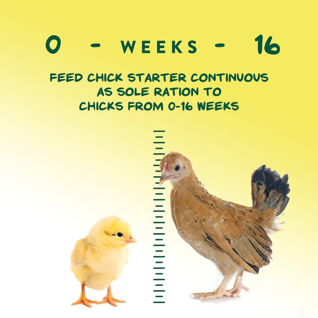 0–16 weeks feeding schedule graphic showing chick starter continuous feed for young chicks