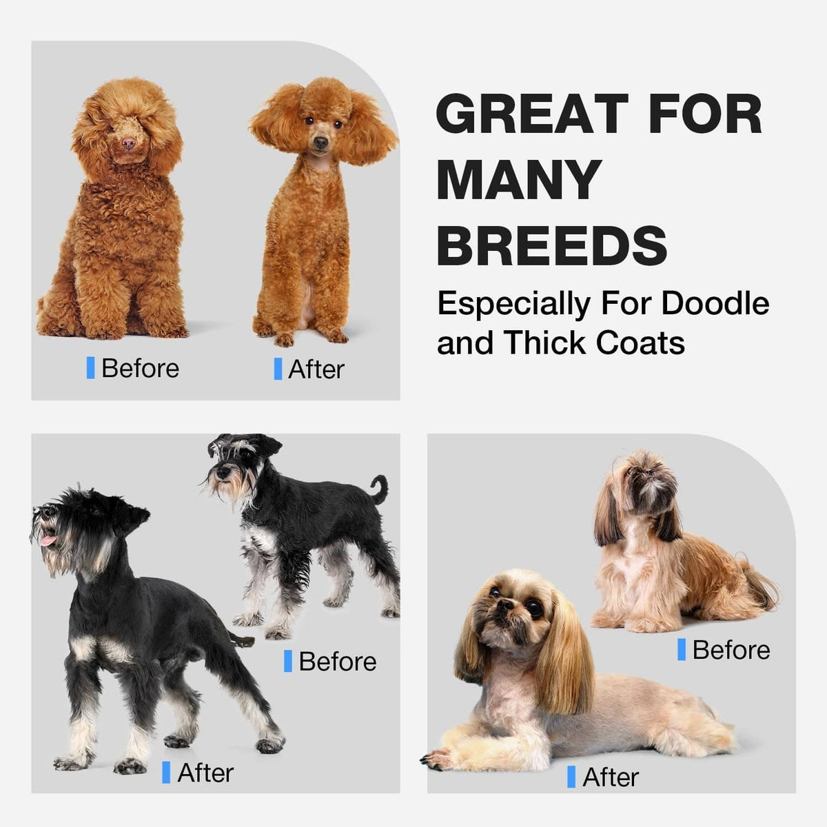 Dog grooming results with before and after trims for thick coats, on small breeds.