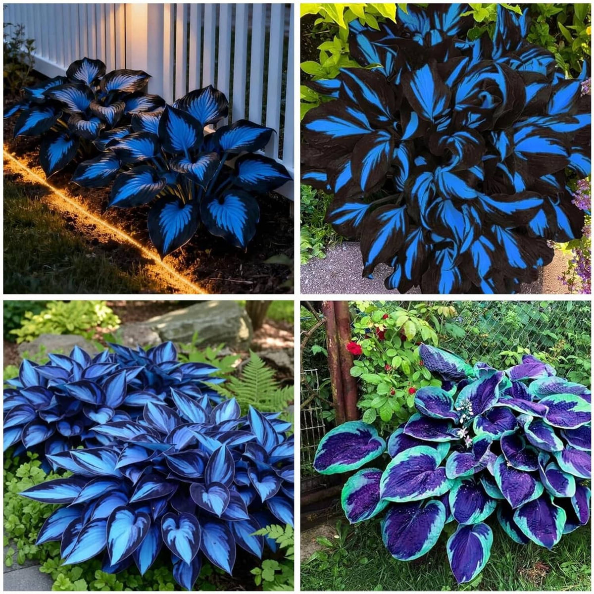 Dark blue hosta plants with broad leaves and lighter blue striping, clustered outdoors