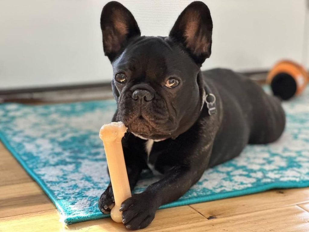 Black dog holding a bone-shaped nylon chew toy indoors