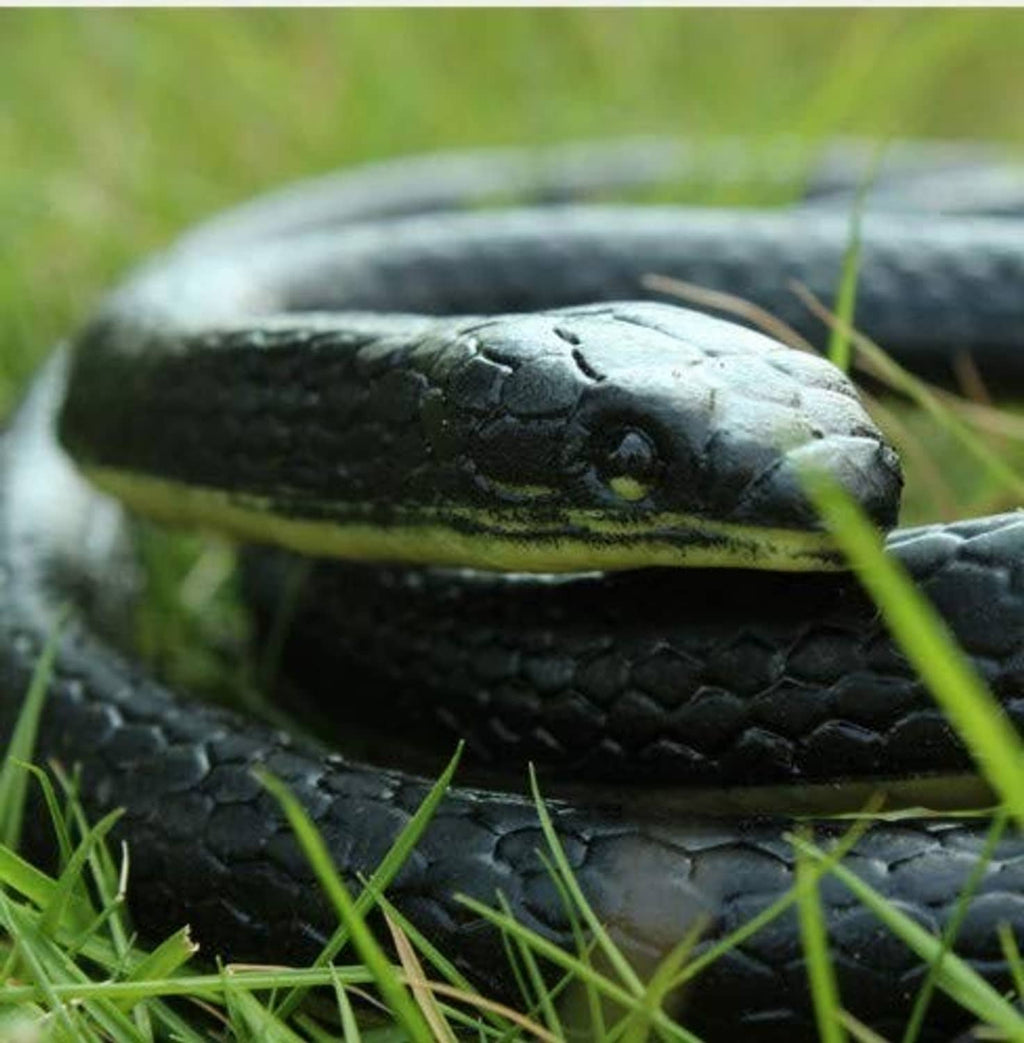 Close-up of a black rubber toy snake head with lifelike scale texture