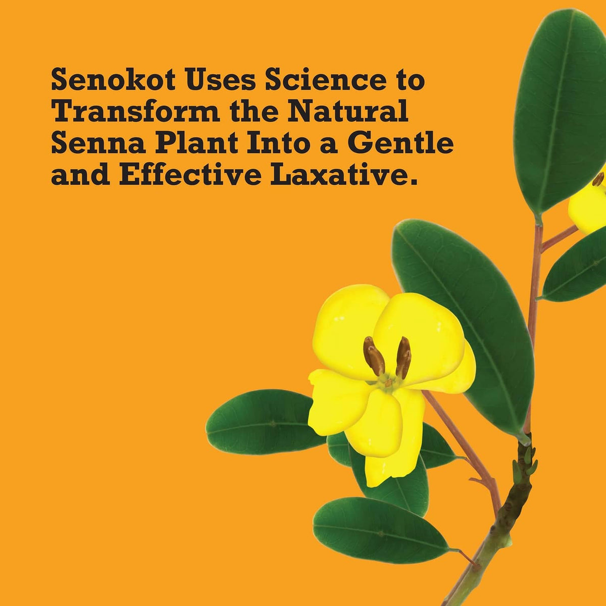 Senna plant branch with green leaves and yellow blossoms