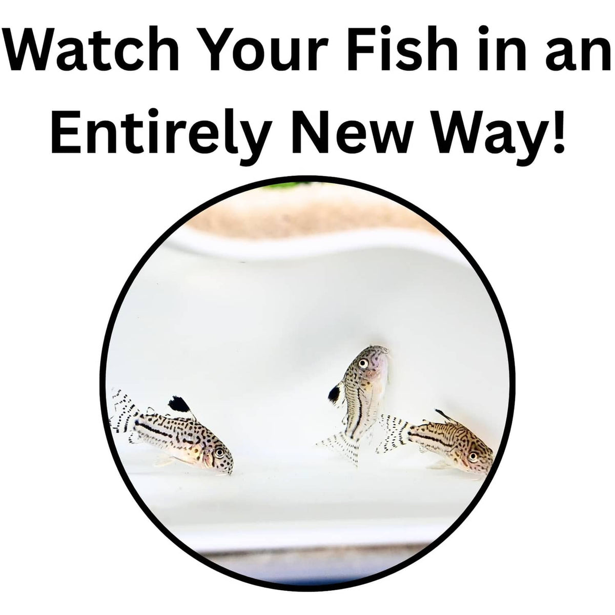 White aquarium cave insert showing fish seen through circular opening