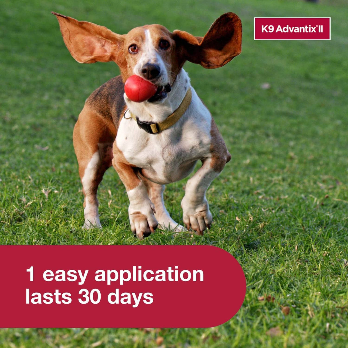 K9 Advantix II small dog topical flea and tick treatment with brown and white dog