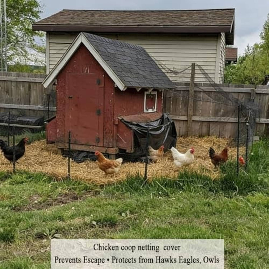 Chicken coop with bird netting over the outdoor run, diamond mesh barrier