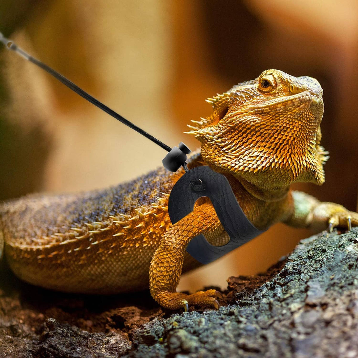 Bearded dragon close-up with black harness and leash line attached at chest