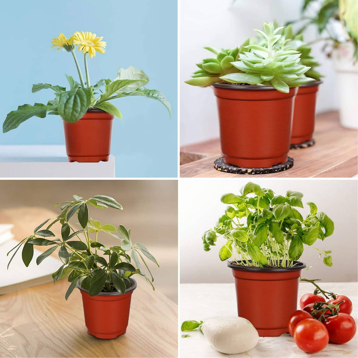 Red plastic plant pots displaying different small house and garden seedlings