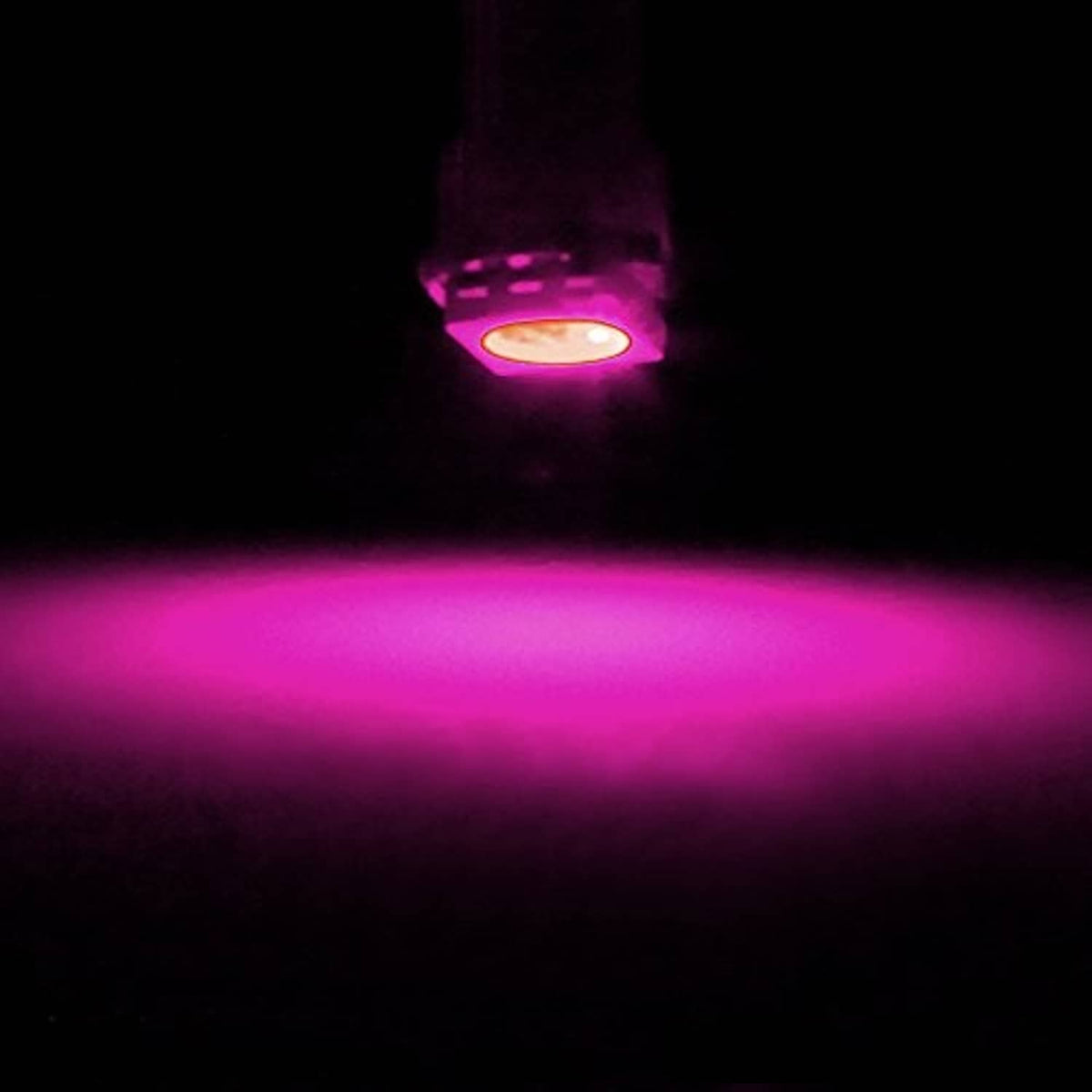 Pink T5 LED wedge bulb emitting magenta light