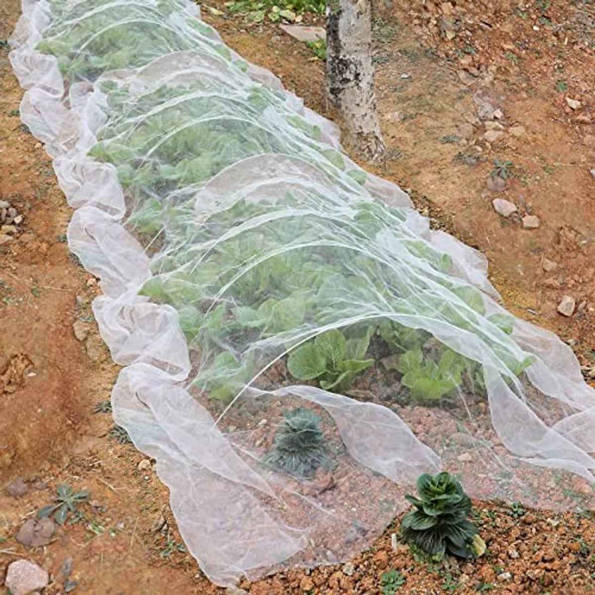 Garden mesh netting barrier, long strip of white mesh laid over garden row