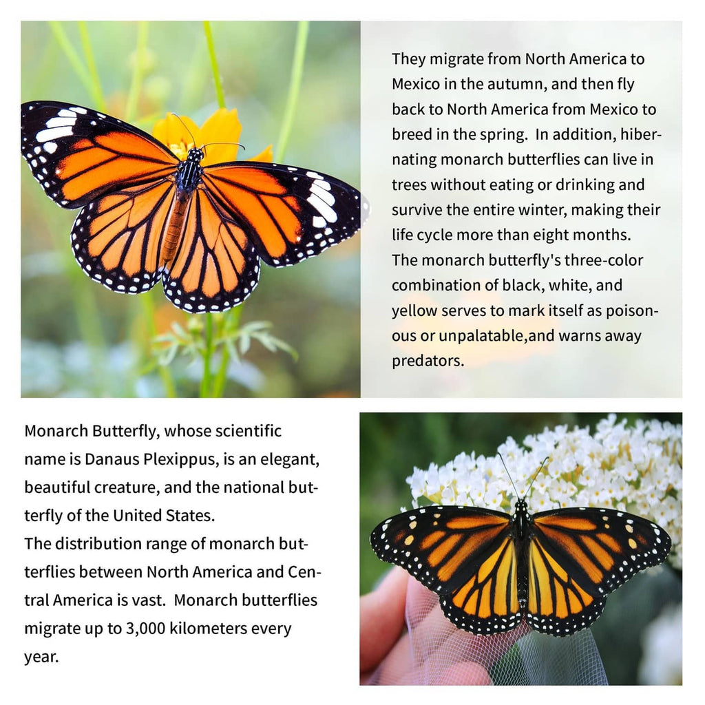Monarch butterfly kite with orange wings, black border, and long yellow ribbon tails
