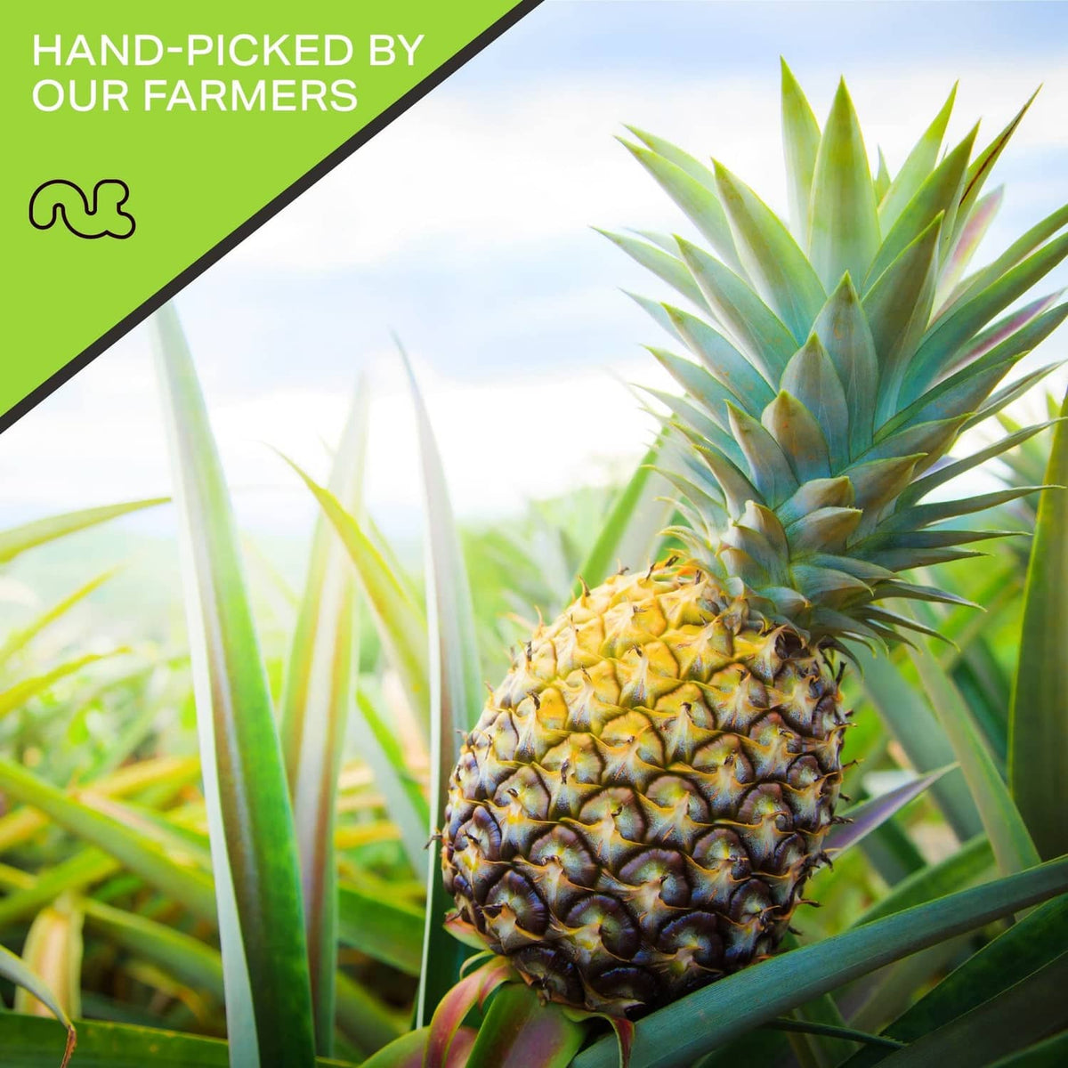 Fresh pineapple fruit growing on green plant leaves
