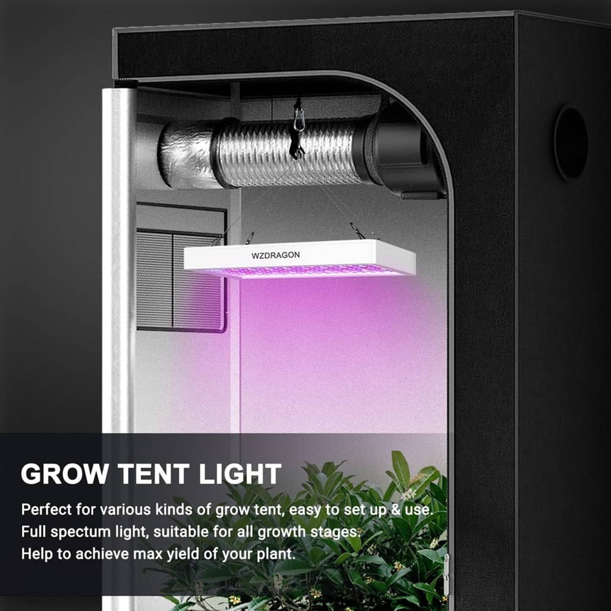 LED grow light hanging in a grow tent, illuminating plants below with purple light