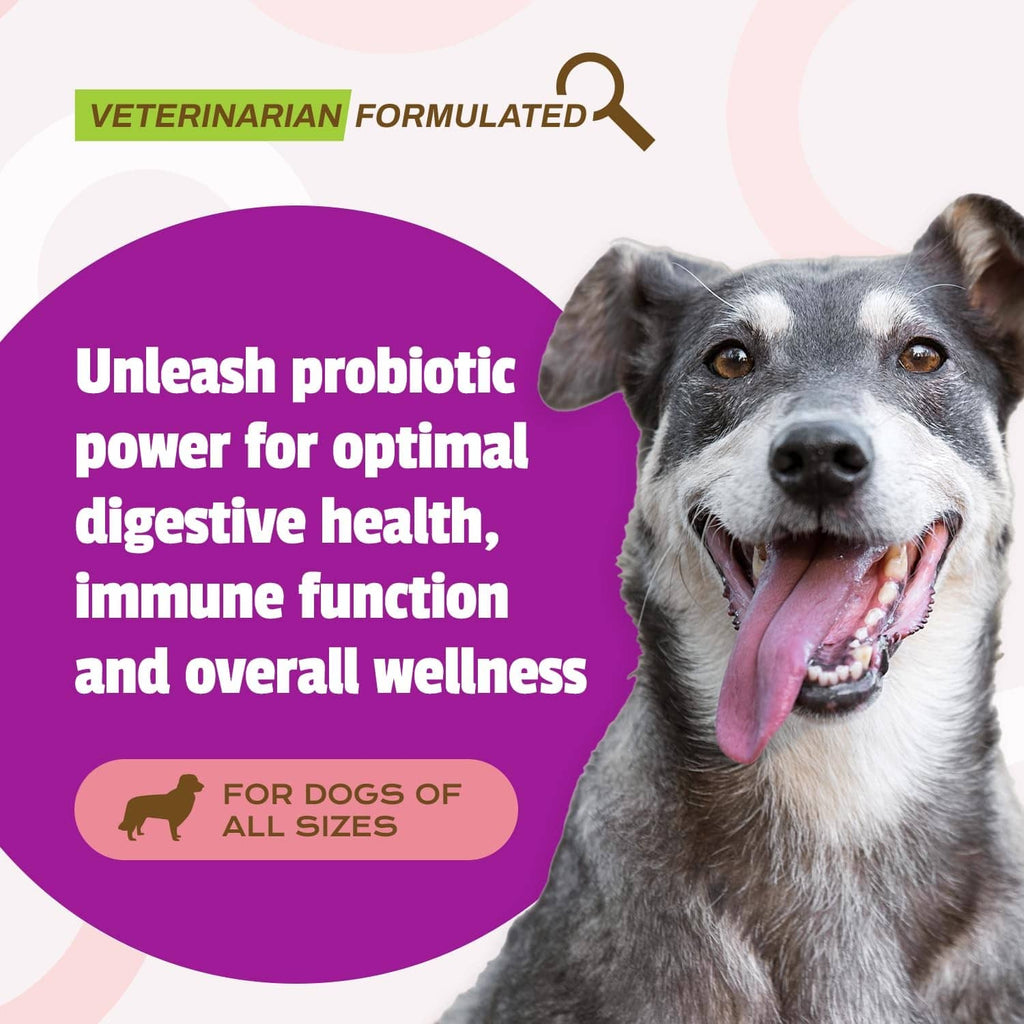 Probiotic dog supplement infographic with gray dog and daily digestive and immune benefits