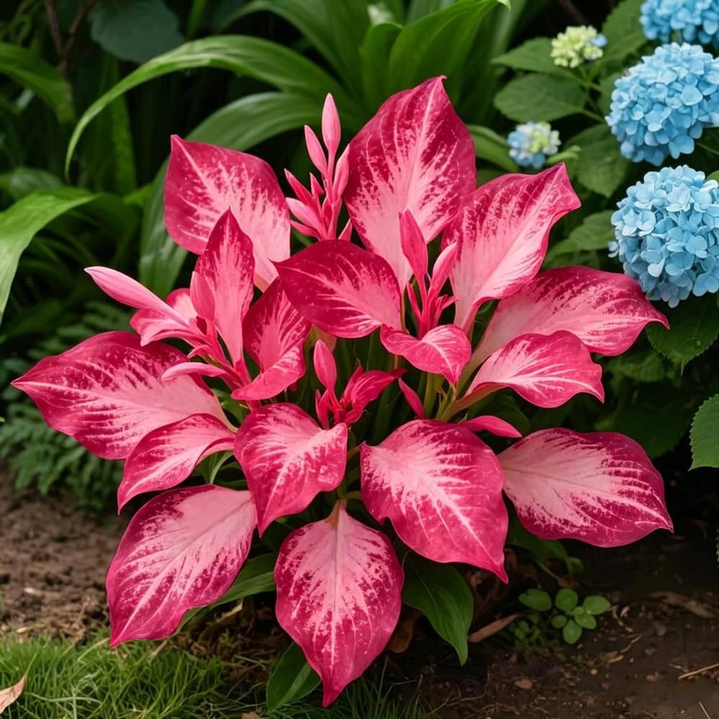 Pink and magenta hosta leaves with bright white streaks, forming a dense clump